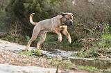 CANE CORSO 130